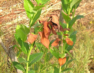 Two healthy young blueberry canes and one wilted cane with green stem and dry, reddish upper leaves. Lower leaves are healthy.
