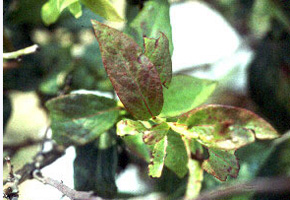 Blueberry leaf with mottled purple-brown discoloration along leaf margins and interveinal areas. Leaf veins are red and weakly boredered in green. Leaf is slightly crinkled.