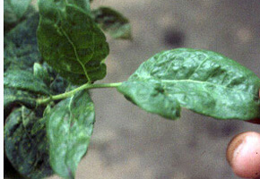 Dark green blueberry leaf with severe crinkling. Crinkling affects individual inter-veinal sections. Some leaves are malformed and central veins appear crooked due to disfiguration of leaf.