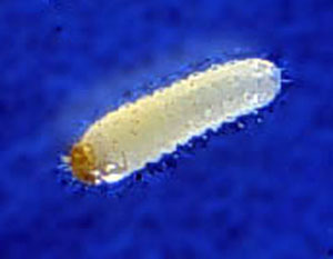 Close-up of pill-shaped grub with orange head and straight, cream-colored body.