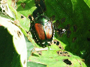 Japanese beetle with bronze shell and shiny green head. A black and white stripy underbelly is visible. Beetle is feeding on leaf making a lacy pattern of holes.