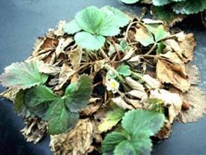  Strawberry plant with tan, dead old leaves. New, healthy, green leaves are present and one flower is blooming. Plant is grown on black plastic mulch.