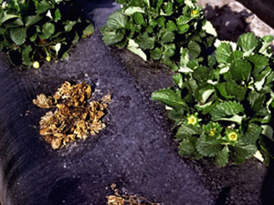 Strawberry plants on black plastic mulch. There are three healthy plants and one dead, shaggy, brown stump that once was a strawberry plant.
