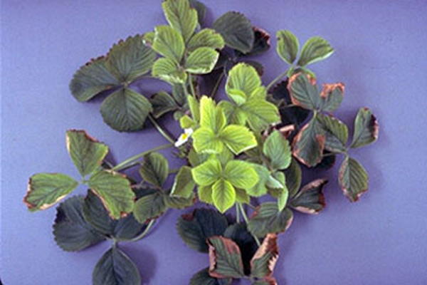 Strawberry plant with bright yellow-green new leaves and dark green old leaves. New leaves have green veins and pale inter-veinal margins.