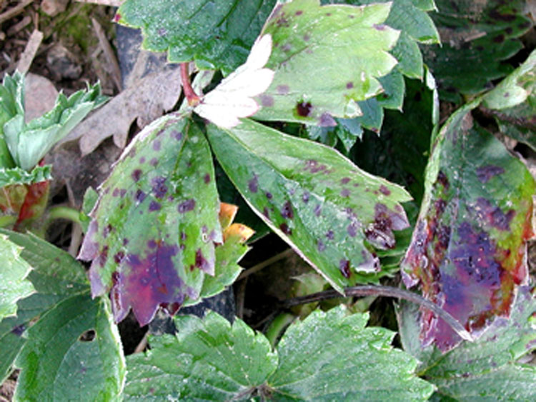 Strawberry leaves marked with deep purple spots. Spots are uniformly purple in color but variable in shape in size. Some appear spherical while others are rectangular. Some spots are merged to create uniformly purple sections on leaf.