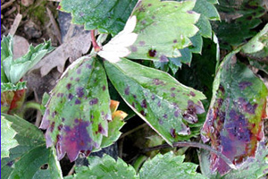 Red discoloration and purple spotting on strawberry leaves.