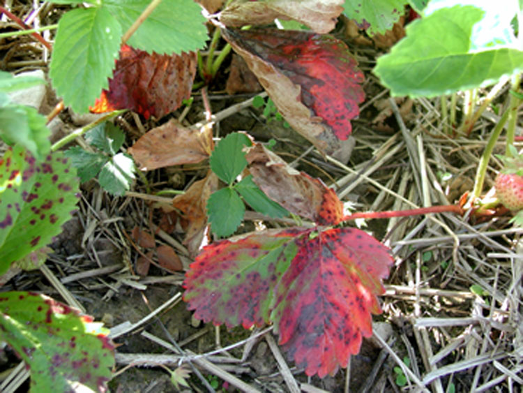Strawberry leaves marked with purple spots and large red patches. Red patches have purple spots. Patches do not form any distinctive pattern on leaves. 