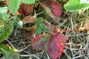Leaves showing different degrees of infection. Healthy green leaves beside mottled, spotty leaves, and heavily affected leaves with red color and purple spots.