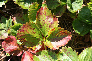 Strawberry leaf with red-purple spotting indicative of leaf scorch. Spots are uniform in color. Entire leaves can turn mottled red as disease progresses.