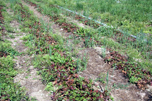 Strawberry planting showing symptoms of leaf scorch. Patches of plants look purple-brown while others remain healthy and green.