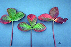 Reddish and purple discoloration in nitrogen deficient leaves. Discoloration starts at leaf edges and travels inwards. Discoloration is initially interveinal but becomes uniform over time. Leaf stems are uniformly purple. 