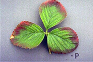Strawberry leaf with red at very tips of leaves. Discoloration turns purple closer to leaf center, but the inner part of leaf remains green. Label on photo indicates phosphorous deficiency. 