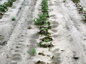 Strawberry plants growing in sandy soil. Affected plants are small and may have no leaves at all.