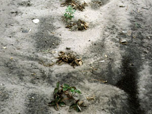 Dead, shrunken, brown leaves and crowns of affected plants in soil.