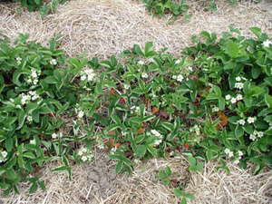 Straw mulched strawberry plants with leaves curling upwards. Infected plants are smaller in overall size than healthy plants.