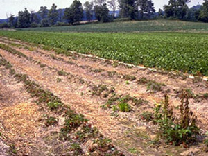 Straw mulched strawberry field with brown, small strawberry plants next to a healthy, lush green field.