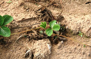 New growth and runner emerging from strawberry plant with old leaves brown and dead.