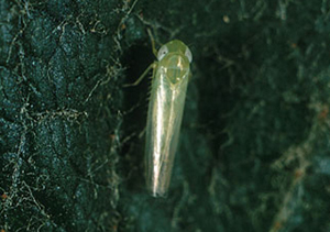 Small green insect with white eyes and translucent wings that lie straight on its back.