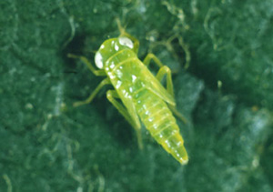 Small, green, wingless insect with white eyes and froglike legs with prominent bed at the knees. 