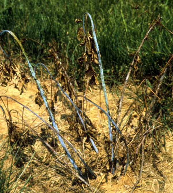 Raspberry canes on straw mulch with entirely dead, brown leaves. Canes have blue-gray appearance thats seems to be made paler from a waxy powder on the surface, akin to the skin of a blueberry.