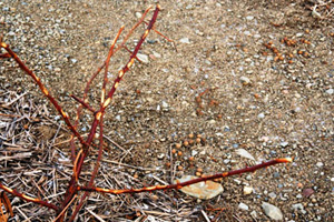 Branches of dormant raspberry plant with white, inch-long markings on canes. Markings are approximately one inch apart and are circular to oval in shape.