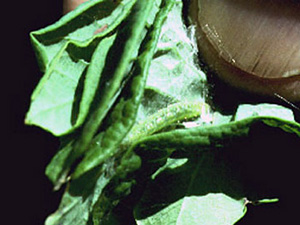 Rolled leaf with multi-layered folds of leaf. Inside of the most central fold, there is a green, inchworm-like larva. Some webbing surrounds the larva inside the rolled leaf.