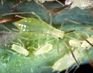 Large green aphid with obovate body and tapered bottom. Next to adult are 4 immature aphids.