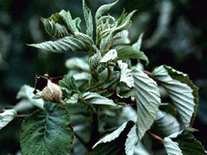 Raspberry branch tip with wavy, curled leaves. Leaves are curled inwards and appear slightly twisted. Leaves of all ages are similarly twisted and curled.