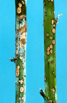 Close-up of two raspberry canes against blue background. Canes are marked with tan, circular splotches the size of a pinhead or eraser head. Some of the splotches are merged into an 8-shape. Some splotches are outlined in black border. Cane on left has swaths covered in a white powdery coating,