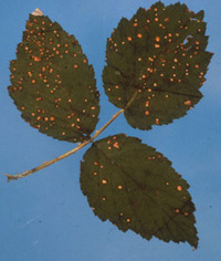 Raspberry leaf with multiple orange-tinted circular spots. Spots are uniform in color but not uniform in size.