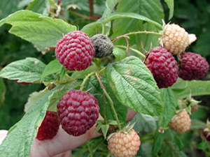 Cluster of ripe and ripening raspberry fruit. Among red and white berries, a shrunken, gray berry is present. Gray mold covers the entire surface of the berry; mold appears powdery. 