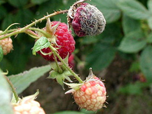 Raspberry cluster with one molded berry. Mold begins at berry tip and extends almost to the base of the cap. The final centimeter of stem before the moldy berry is brown, unlike the green stem that is attached to healthy berries.