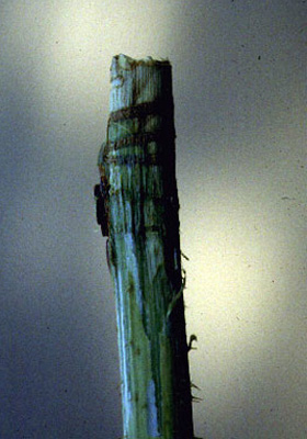 Raspberry cane with girdling from multiple horizontal lines. The outer surface of the cane is split and cracked, as if it became swollen and the skin split. Cane is torn off above the girdle marks.