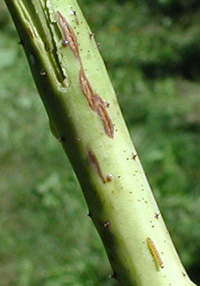 Close-up of raspberry cane with small, straight, greenish-yellow larva on lower portion of cane. Larva is marked by faint horizontal stripes that split the body into numerous segments, and a small dark head with no antenna. Raspberry cane has old and fresh vertical splits and cracks along the surface. Old cracks are browned and marked with scar tissue. New crack is wider and does not yet have brown tissue surrounding the damage.