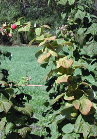 Raspberry cane with one ripe raspberry at tip. Leaves on stem are lighter in color than on neighboring canes. Some leaves are bronzed at edges. Leaves at base of cane are healthy and dark green.