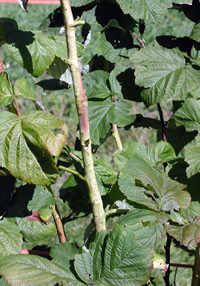 Raspberry stem with swath of swollen, purple-red tissue. Discoloration extends slightly beyond swellings. Section of stem where discoloration is prevalent has several smooth bumps. 