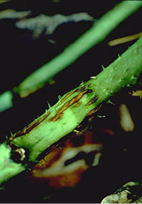 Close-up of raspberry stem with vertical strips of damaged tissue, where the stem appears to have cracked from being stretched internally. Below the area with strips of damage, there is a spherical hole the size of a large pinhead. 