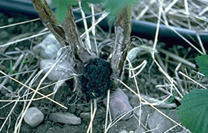 Close-up of raspberry plant junction with soil. A golfball-sized black mass with a pebbly surface is present in between tow canes and appears to be growing into the cane base. 