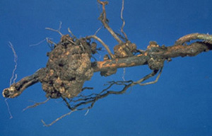 Extracted raspberry root against blue background with a ping-pong ball-sized, lumpy mass attached to healthy root tissue on both ends. The mass appears along the length of a thick root. Healthy-looking root is present on either side of the mass. The mass is no different in color from the healthy root, but has a coarse, pebbly texture. 