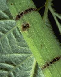 Close-up of raspberry cane covered in puncture marks. Tissue surrounding puncture marks is brown. Puncture marks are arranged in 2 neat, horizontal lines across the entire stem. One larger hole is placed between the horizontally-girdled region.