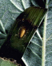 Close-up of raspberry stem section with oval-shaped depression cut into surface. One side of the depression is curved, while the other side is more straight, resembling the letter D. The depression is one-third of the width of the stem. An elongated, beige-tan egg is visible in the center of the depression. The egg is almost as long as the depression but narrower in width.