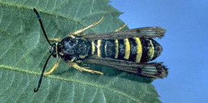 Wasp-like insect on leaf, viewed from above. Insect is black with thin horizontal yellow stripes and yellow legs. Head and antenna are black. 