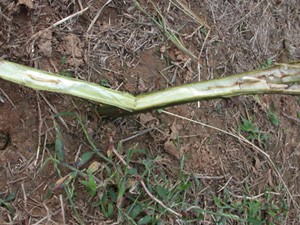Raspberry cane cut in half longitudinally. The exposed pith of the cane is marked by several brown, vertical stripes that look like larval tunnels. 