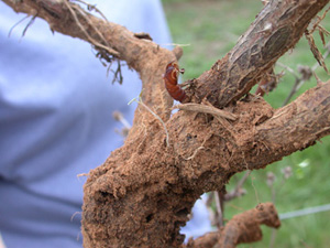 Dug-up raspberry plant with an inchlong, brick red pupal skin attached near the junction of roots and stem. The pupal skin is mostly intact and tube-shaped.