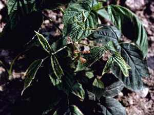 Raspberry with stunted growth of new leaves. Older leaves appear healthy. New leaves are not fully unfurled and have mottled appearance with closely-alternating dark green and yellow patches.