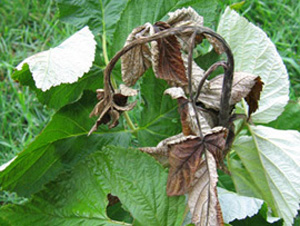 Raspberry bush with brown, dead primocane. Primocane looks dry and is recurved into a shepherd's hook shape. 