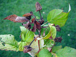 Raspberry cane tip that is entirely brown and dry. Fully-formed fruit are the same brown color as the leaves. Lower down the cane, healthy green leaves are growing.