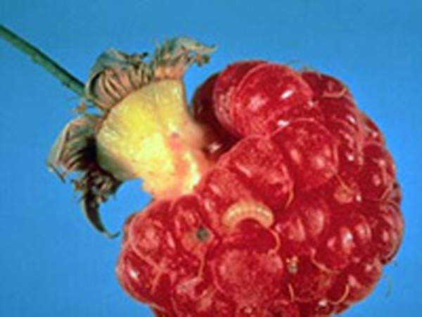 Ripe raspberry fruit with a c-shaped larva on surface. Larva is as long as one drupelet. There is a hole and tunnel burrowed into the detached receptacle, leading to the inside of the berry.
