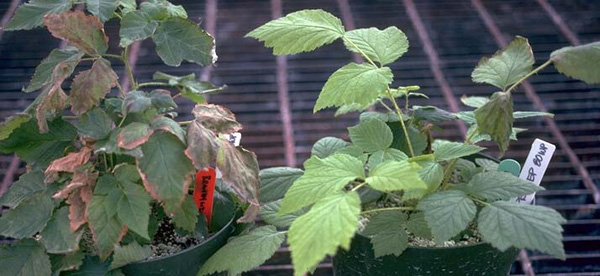 Two raspberry plants in pots. Raspberry plant on left has tan, dry tissue along leaf margins. Plant on right has pale, yellowish leaves with no necrotic tissue.