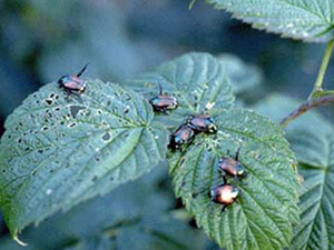Six japanese beetles on raspberry leaf. Beetles that are sitting along are sticking one leg out into the air.